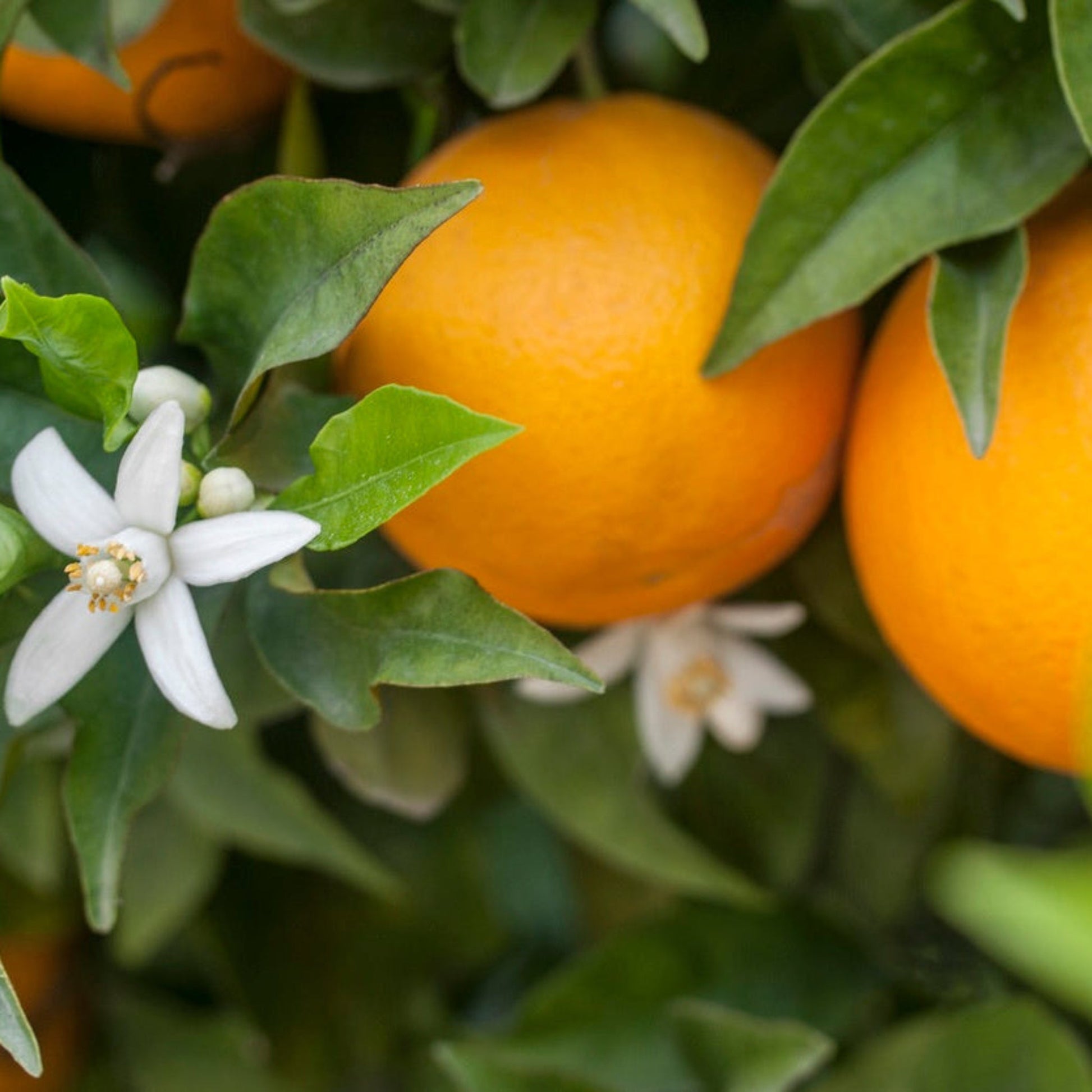 Hamlin Orange Tree (FL) Live Good Logistics with oranges amid green leaves on Tampa Home & Garden Store