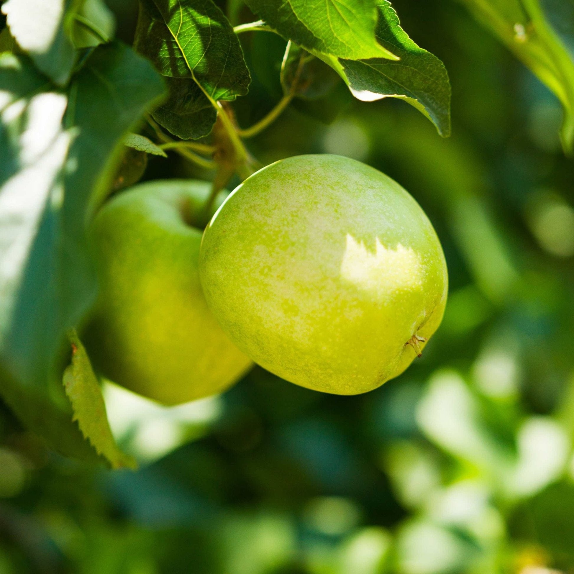 3-in-1 Apple Tree with green apples on lush leaves on Tampa Home & Garden Store
