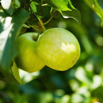 3-in-1 Apple Tree with green apples on lush leaves on Tampa Home & Garden Store