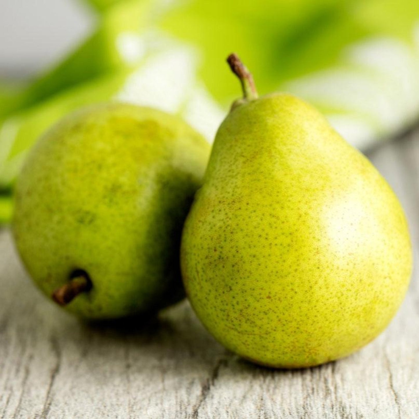 D’Anjou pear tree fruit close-up with yellow-green speckled pears on Tampa Home & Garden Store