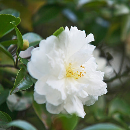 Autumn Rocket Camellia plant with white bloom and green leaves on Tampa Home & Garden Store