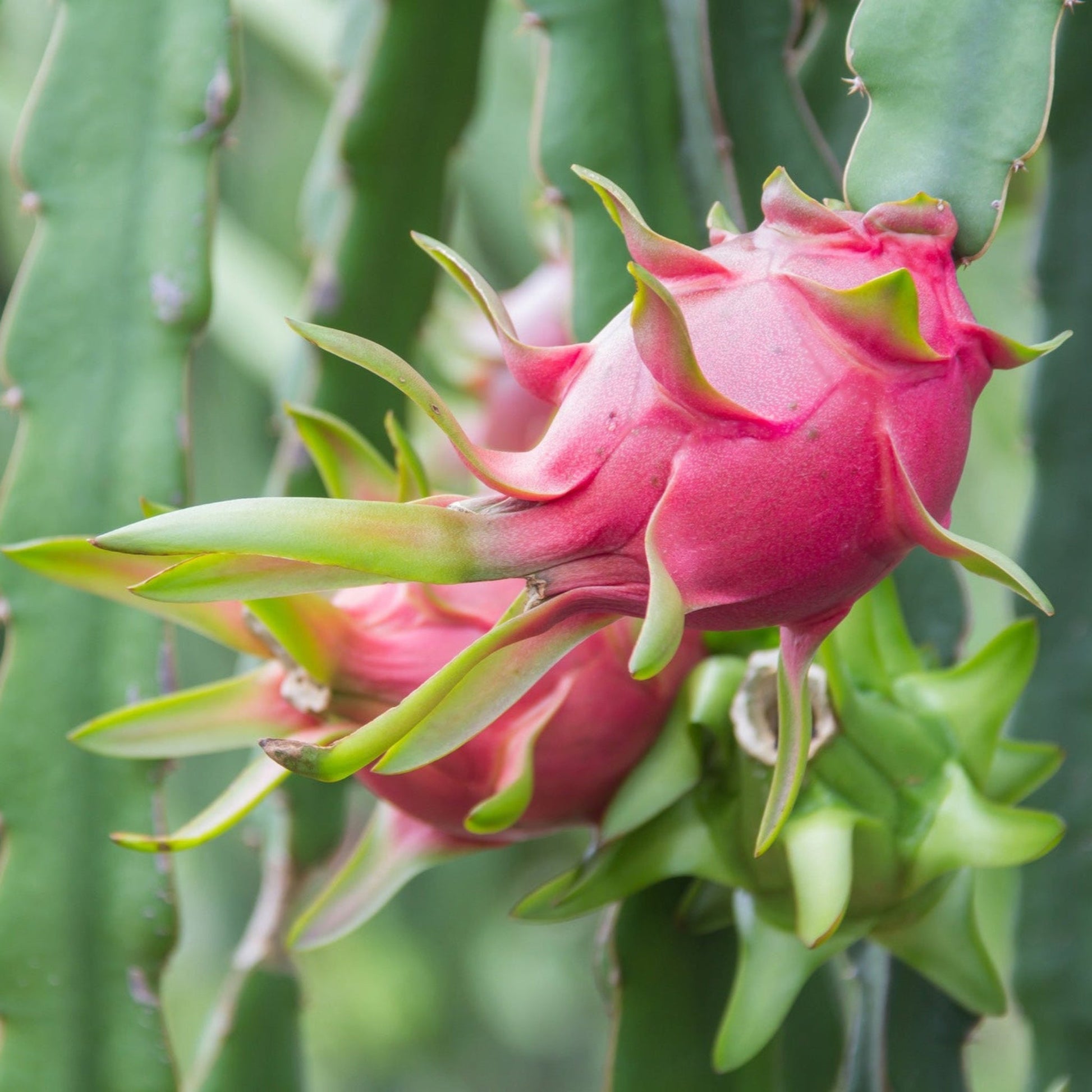 Edgar's Baby Dragon Fruit plant featuring a pink dragon fruit against green cactus stems on Tampa Home & Garden Store