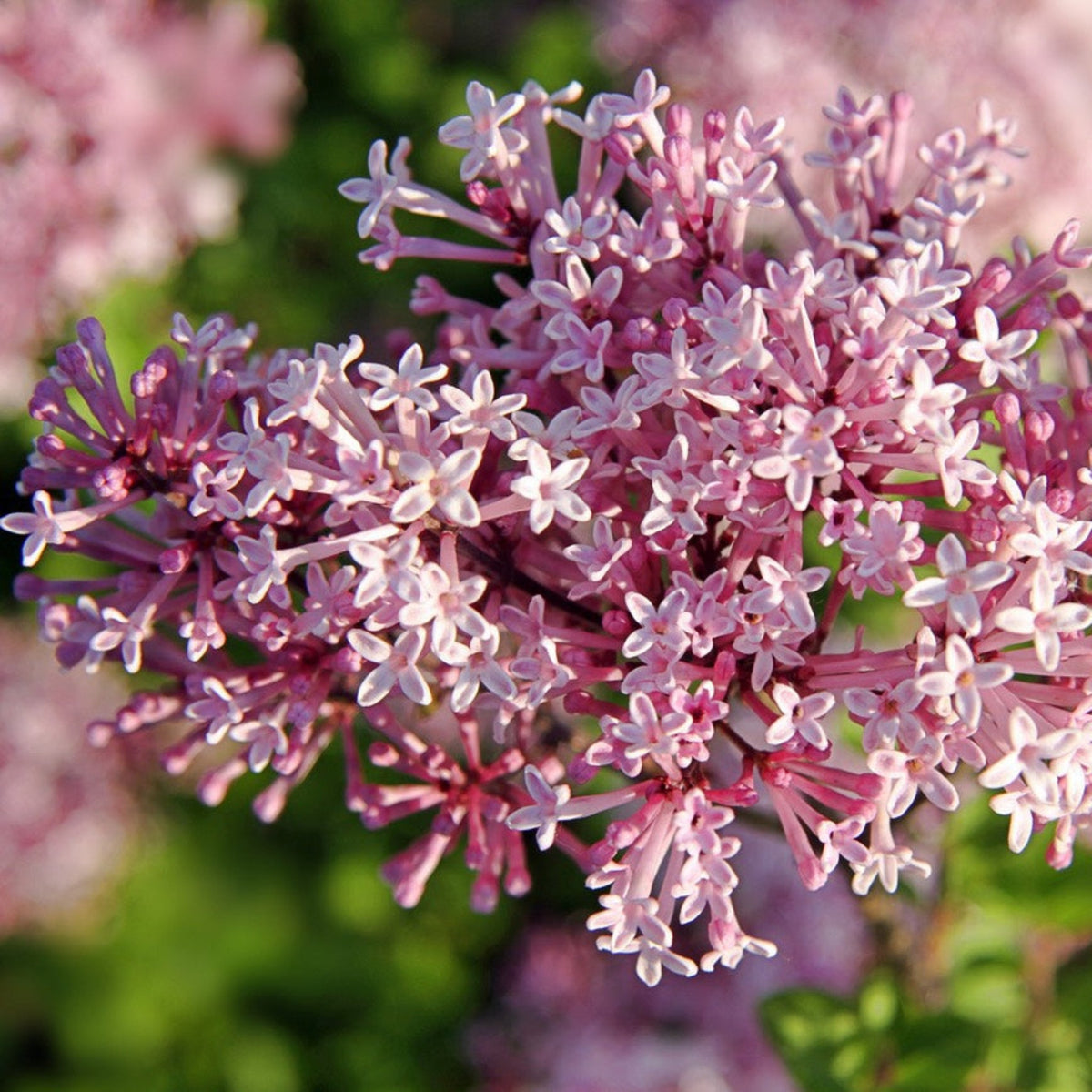 Crimson Doll™ Lilac Tree blossoms with pink lilac clusters in full bloom on Tampa Home & Garden Store