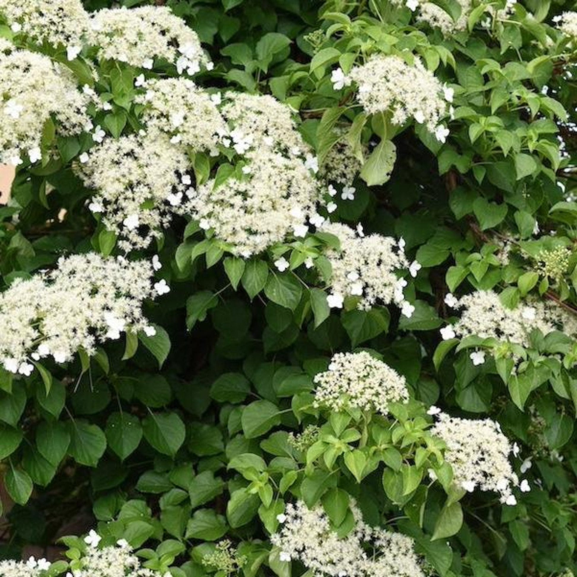 Barbara Ann Climbing Hydrangea plant with white bloom clusters and glossy green leaves on Tampa Home & Garden Store