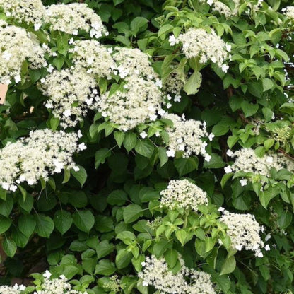 Barbara Ann Climbing Hydrangea plant with white bloom clusters and glossy green leaves on Tampa Home & Garden Store