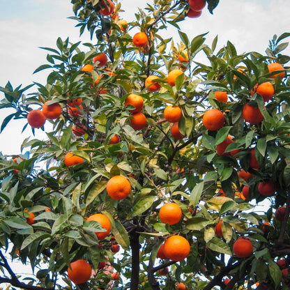 Cara Cara Orange Tree plant with ripe oranges and glossy green leaves, Live Good Logistics indoor & outdoor plants on Tampa Home & Garden Store