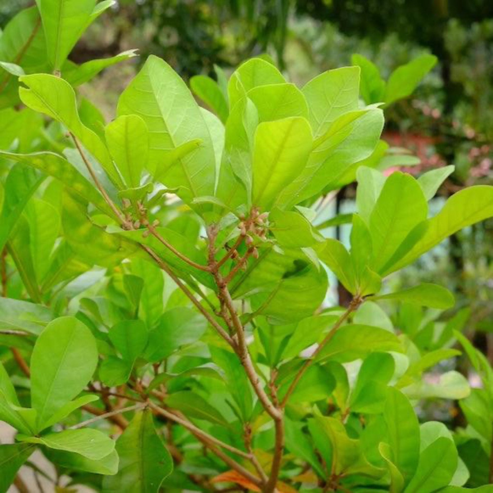 Miracle Fruit plant from Live Good Logistics with bright green leaves and brown buds along stems on Tampa Home & Garden Store