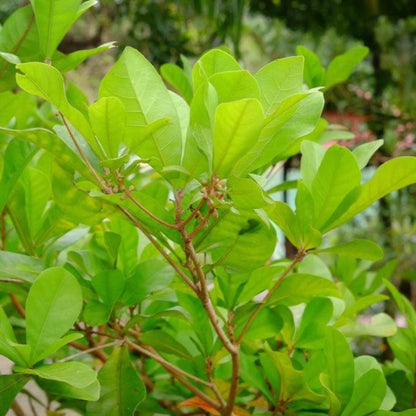 Miracle Fruit plant from Live Good Logistics with bright green leaves and brown buds along stems on Tampa Home & Garden Store