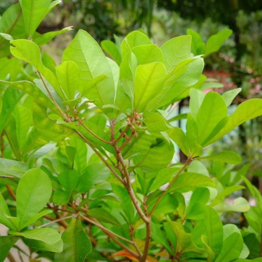 Miracle Fruit plant from Live Good Logistics with bright green leaves and brown buds along stems on Tampa Home & Garden Store