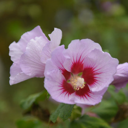 Purple Pillar® Rose of Sharon bloom with lavender petals and red eye, Live Good Logistics plant on Tampa Home & Garden Store