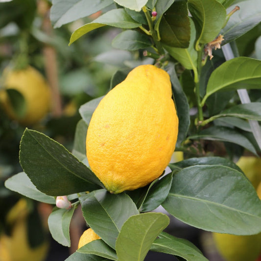 Harvey Lemon Tree (FL) yellow lemon on green glossy leaves on Tampa Home & Garden Store
