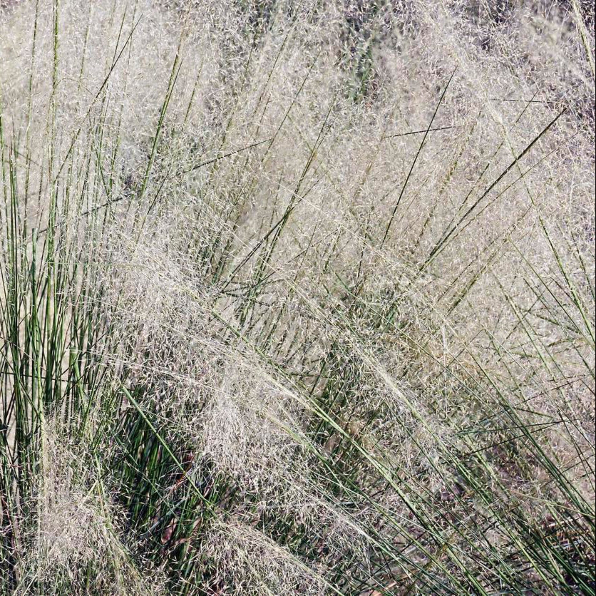 White Cloud Muhly Grass plant with fluffy white plumes and slender green blades on Tampa Home & Garden Store