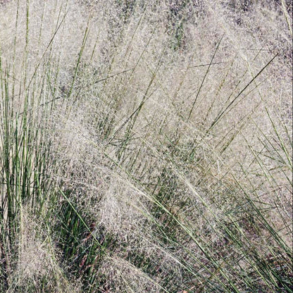 White Cloud Muhly Grass plant with fluffy white plumes and slender green blades on Tampa Home & Garden Store