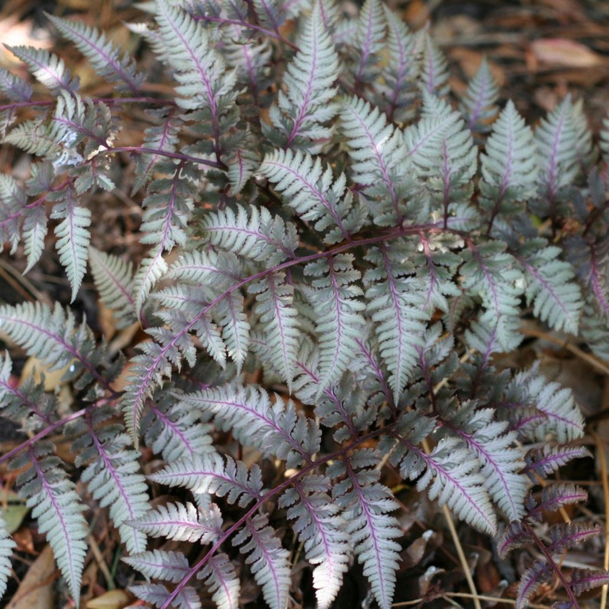 Japanese Painted Fern plant by Live Good Logistics with bluish fronds and purple stems on Tampa Home & Garden Store