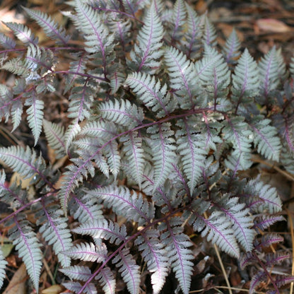 Japanese Painted Fern plant by Live Good Logistics with bluish fronds and purple stems on Tampa Home & Garden Store