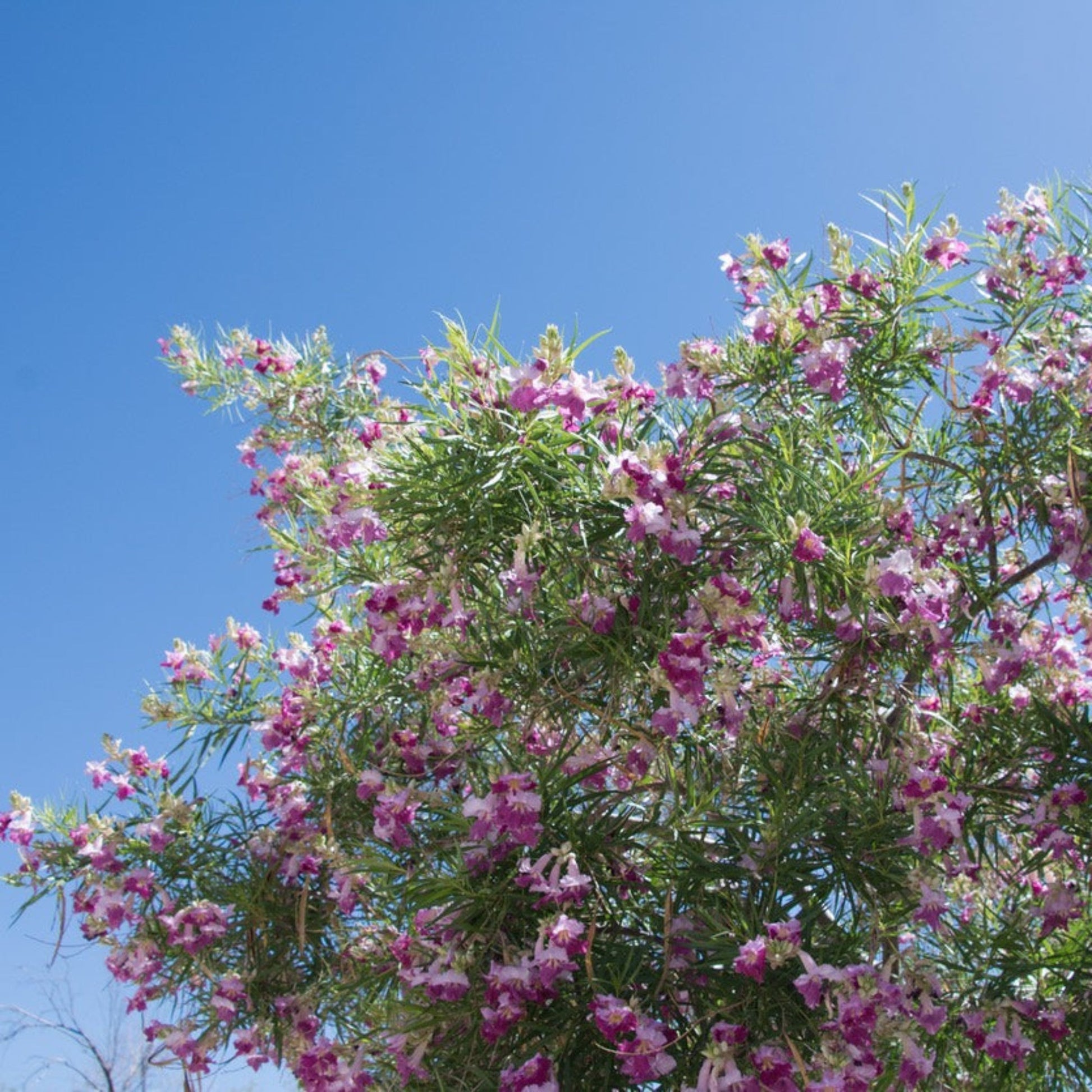 Bubba Jones Desert Willow Tree with pink blooms and green leaves Live Good Logistics tree on Tampa Home & Garden Store