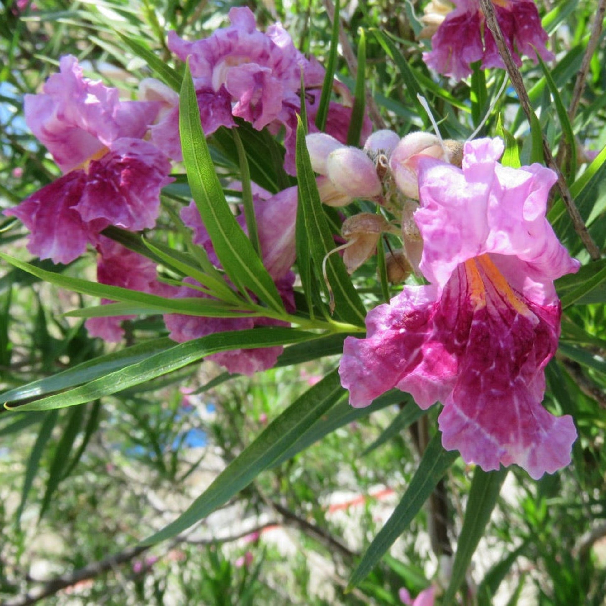 Bubba Jones Desert Willow Tree plant with pink blossoms and slender green leaves on Tampa Home & Garden Store
