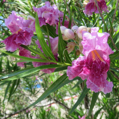 Bubba Jones Desert Willow Tree plant with pink blossoms and slender green leaves on Tampa Home & Garden Store