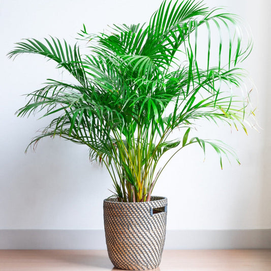 Areca Palm Tree plant with woven basket planter lush green fronds indoors by Live Good Logistics on Tampa Home & Garden Store