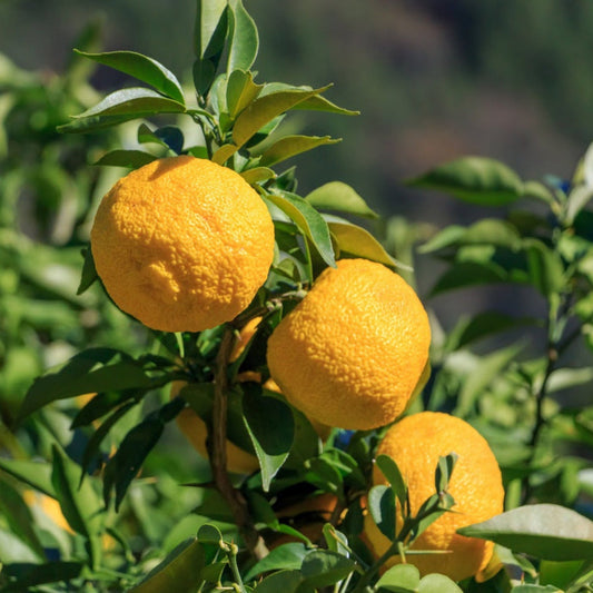 Yuzu tree with ripe orange-yellow fruit and glossy green leaves on Tampa Home & Garden Store
