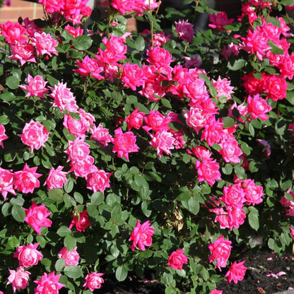 Pink Double Knock Out Rose plant with vibrant blooms and glossy green foliage on Tampa Home & Garden Store
