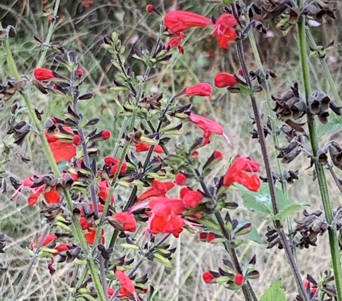 Scarlet Sage seeds with red tubular blooms on green stems on Tampa Home & Garden Store