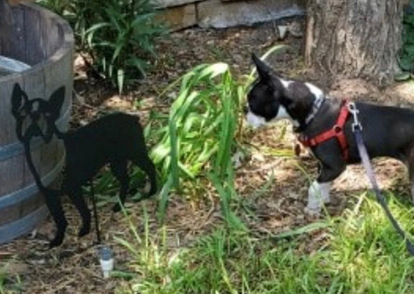 Boston Terrier memorial wall art silhouette beside a planter with a black and white terrier on Tampa Home & Garden Store