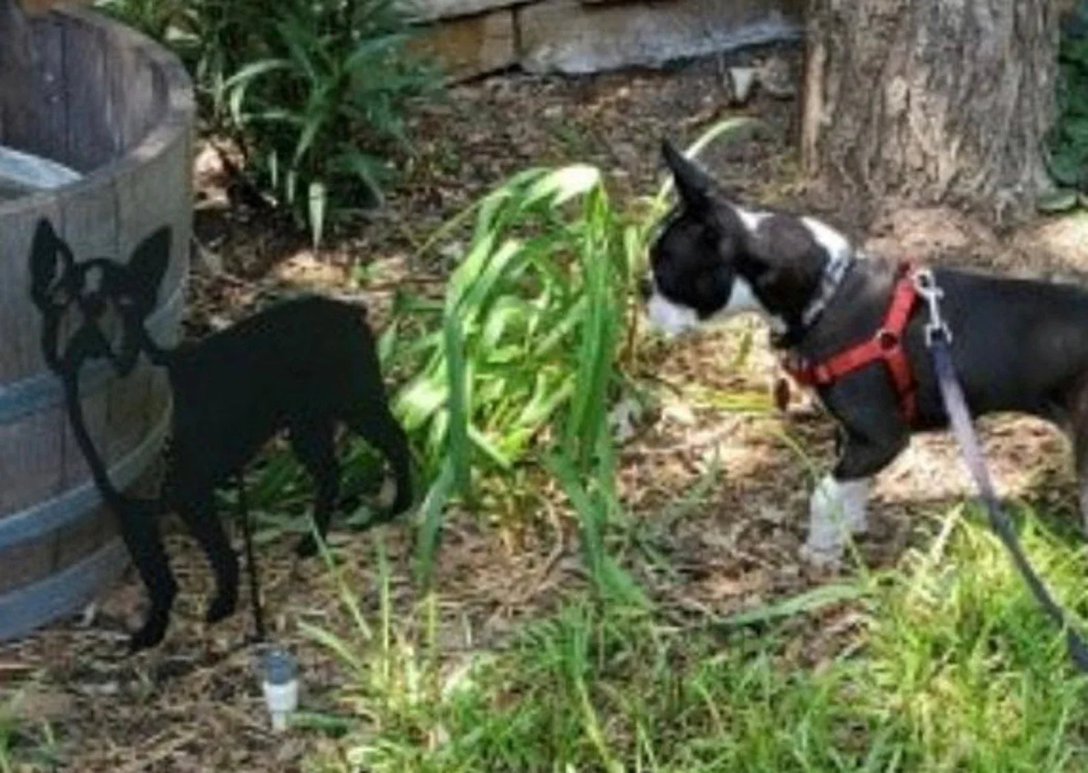 Boston Terrier memorial wall art silhouette beside a planter with a black and white terrier on Tampa Home & Garden Store