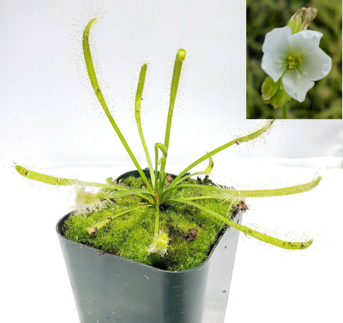 Drosera capensis alba sundew in moss pot with white flower, fungus gnat catcher on Tampa Home & Garden Store