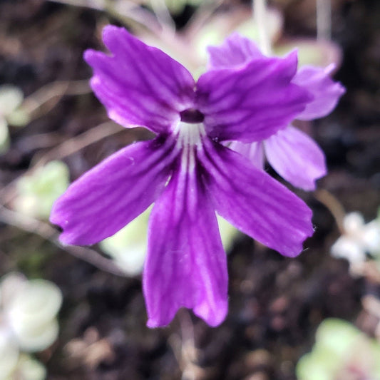 Pinguicula emarginata x 'Huahuapan'