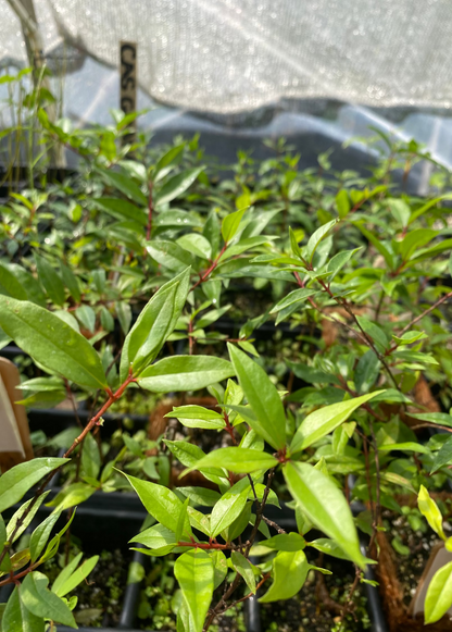 Cas Guava Tree, Costa Rican Guava (Psidium friedrichsthalianum)