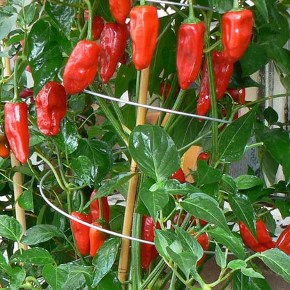 Twisters Extendable Plant Supports set of 3, silver metal wires arching through red peppers on Tampa Home & Garden Store