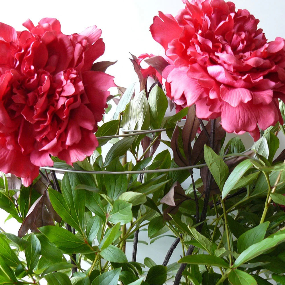 Spirals Multi-Stem Plant Supports set of 3 in black metal around pink peony blooms on Tampa Home & Garden Store