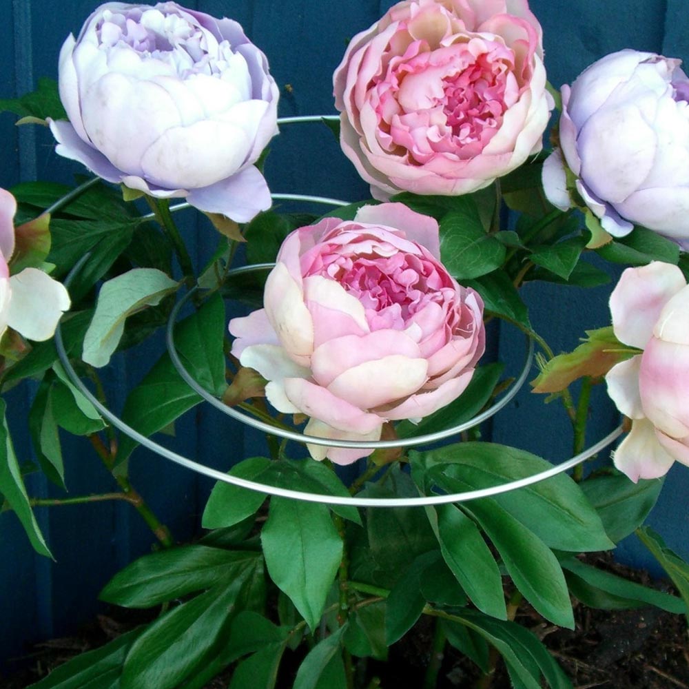 Spirals Multi-Stem Plant Supports Set of 3, silver metal rings cradle pink peony blooms on Tampa Home & Garden Store