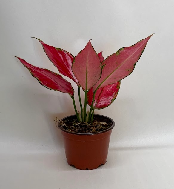 Chinese Evergreen Ruby Garuda 4-inch potted plant with pink leaves Rooted Treasures Farms on Tampa Home & Garden Store