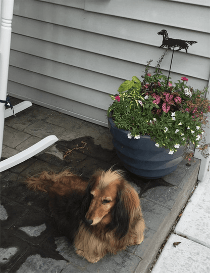 Long Haired Dachshund plant spike by Rustica Ornamentals with black dachshund stake on Tampa Home & Garden Store