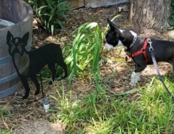 Boston Terrier garden sculpture black metal silhouette near a red-harnessed terrier in a yard on Tampa Home & Garden Store