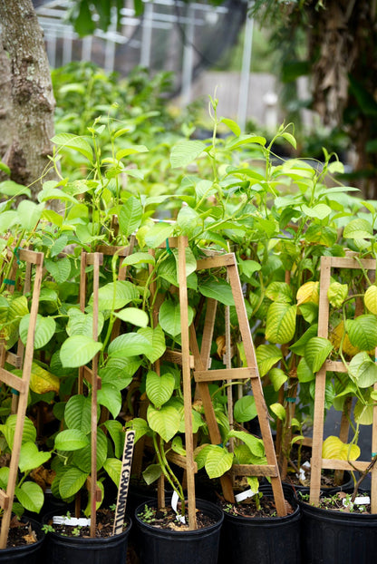 Giant Granadilla Plant (Passiflora quadrangularis L.)