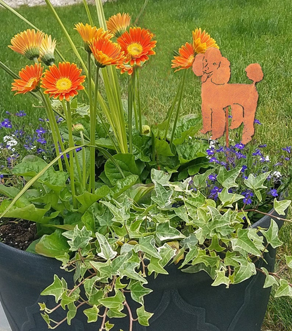 Poodle plant stake, rust silhouette, Rustica Ornamentals, in a planter with orange daisies, on Tampa Home & Garden Store