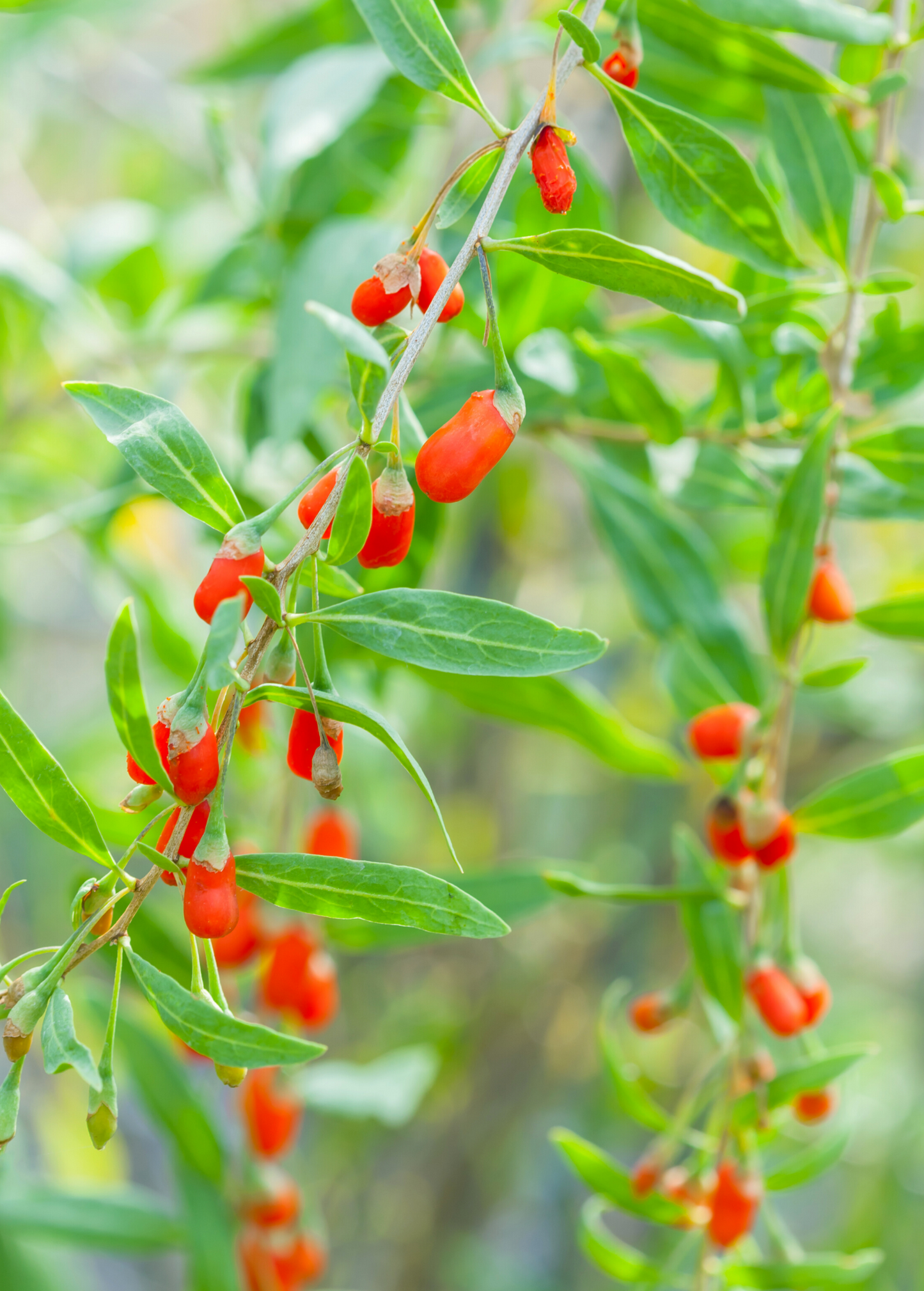 Red Goji Berry Plant (Lycium barbarum)