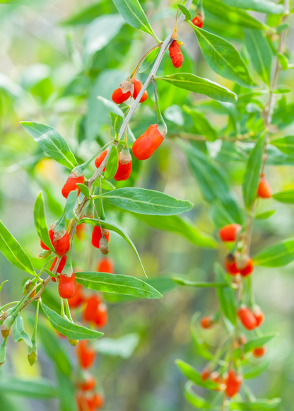 Red Goji Berry Plant (Lycium barbarum)