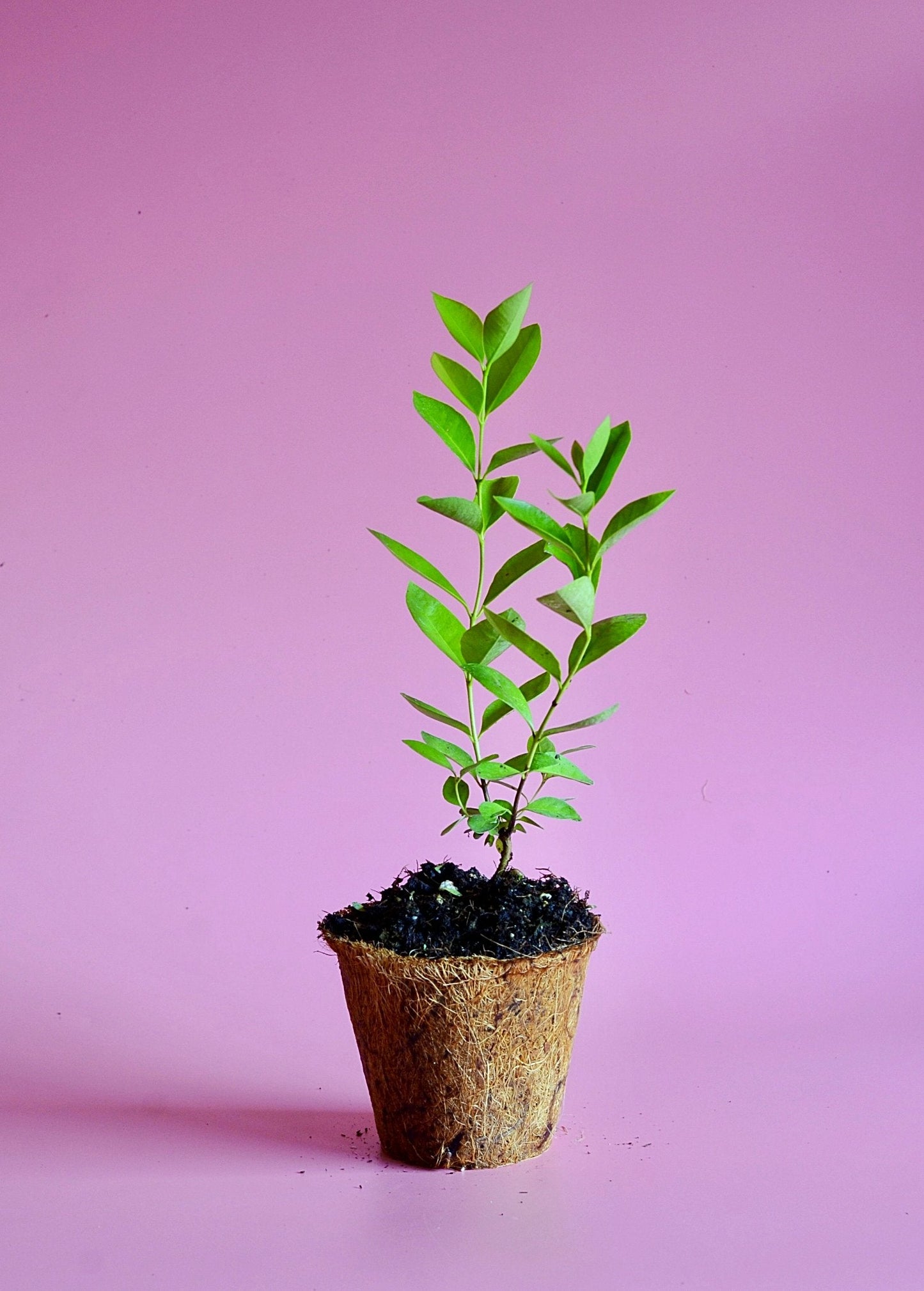 Guava Tree, Lemon Guava (Psidium littorale)