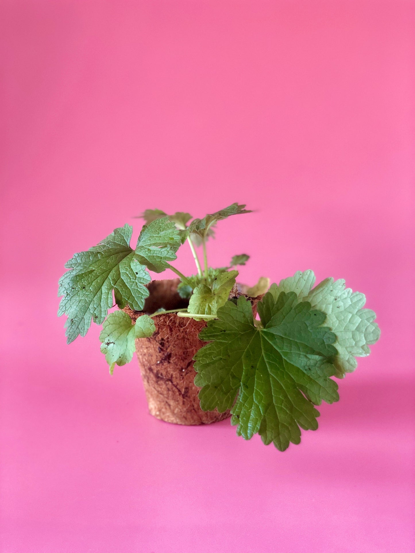 Siberian Motherwort Plant (Leonurus sibiricus)