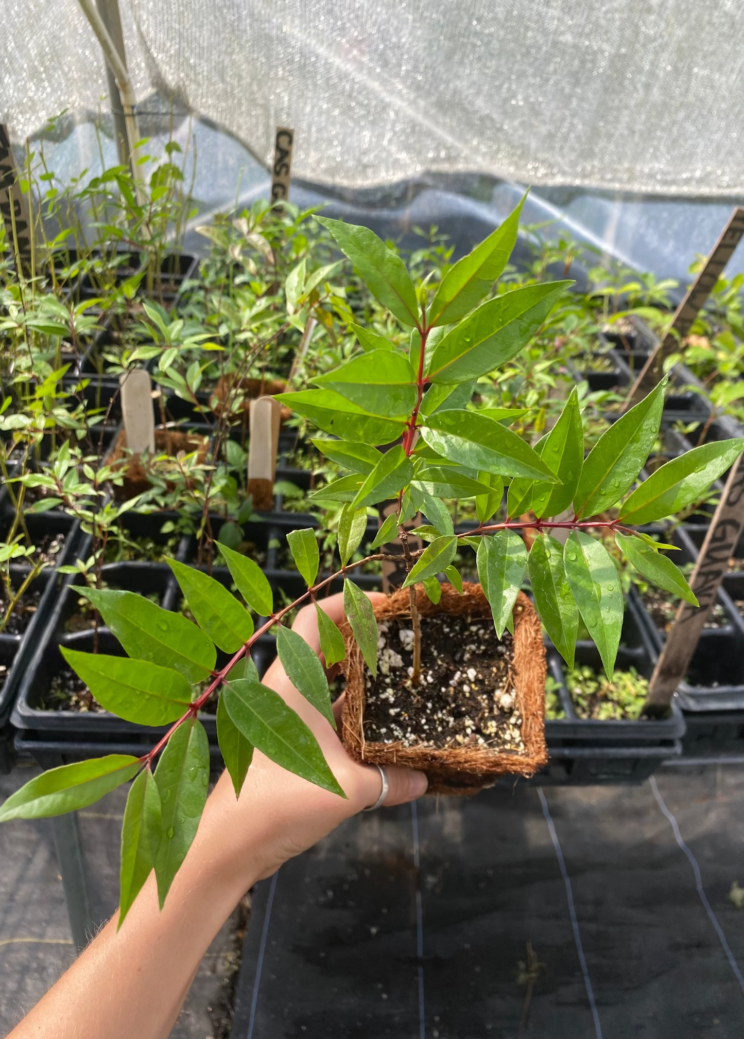 Cas Guava Tree, Costa Rican Guava (Psidium friedrichsthalianum)