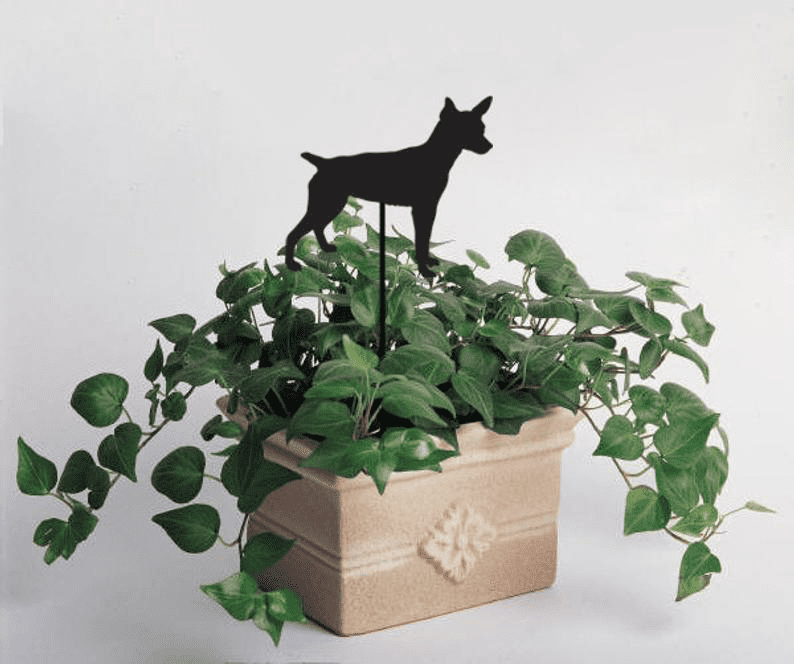 Rat Terrier Plant Stake black metal silhouette atop a planter with ivy Rustica Ornamentals decor on Tampa Home & Garden Store