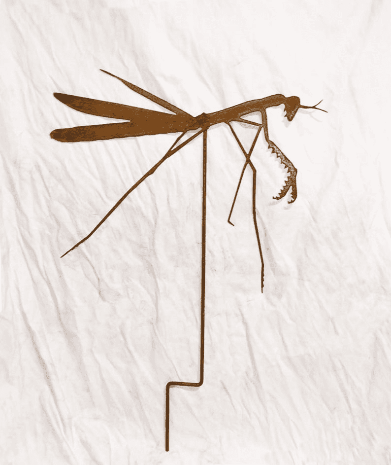 Praying Mantis Garden Stake by Rustica Ornamentals, brown metal silhouette with long legs on Tampa Home & Garden Store
