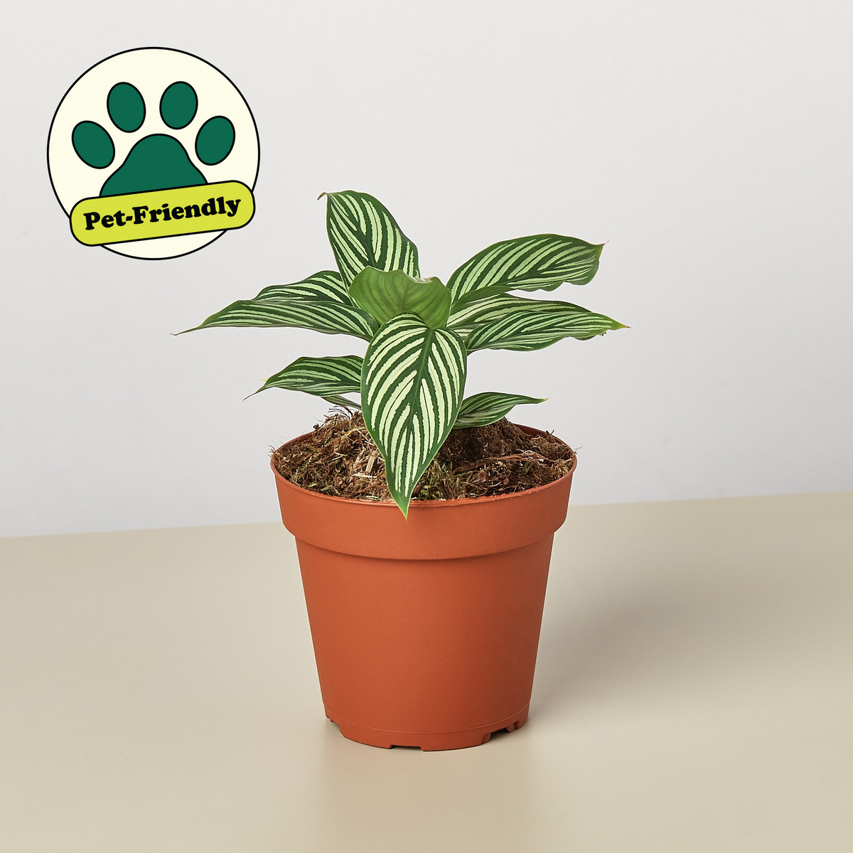 Calathea Vittata indoor plant with striped green leaves in a terracotta pot, pet-friendly on Tampa Home & Garden Store