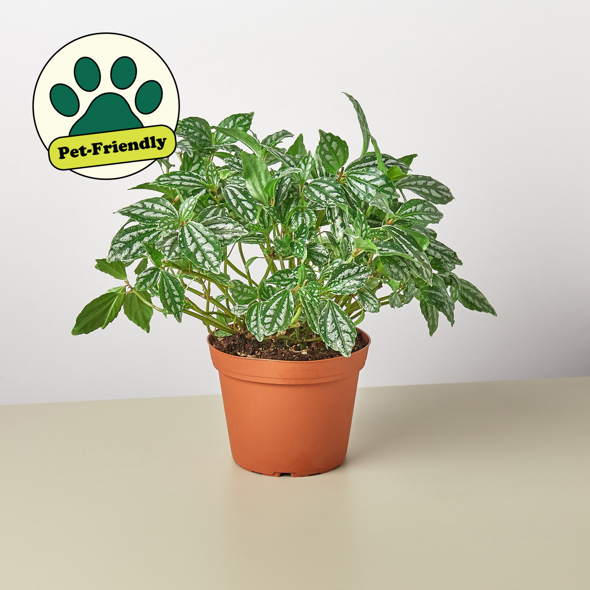 Pilea Aluminum indoor plant with silver-variegated green leaves in pot House Plant Shop on Tampa Home & Garden Store