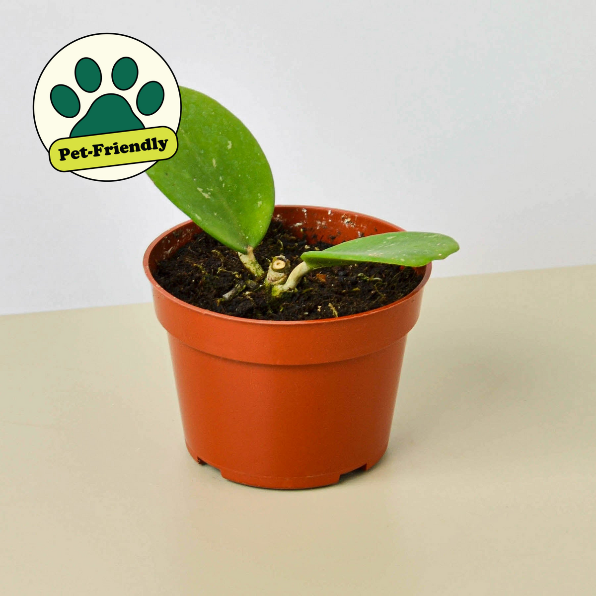 Hoya Obovata indoor plant in a terracotta pot with vibrant green leaves House Plant Shop on Tampa Home & Garden Store