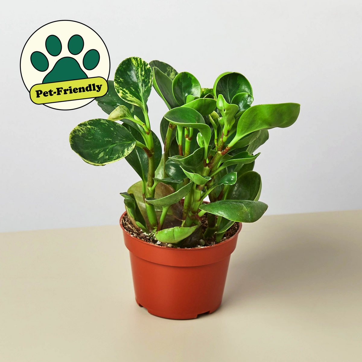 Peperomia Marble indoor plant by House Plant Shop with variegated leaves in a pot on Tampa Home & Garden Store